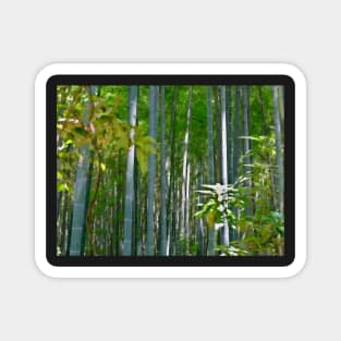 Bamboo Forest Sunlight Magnet