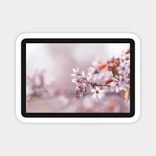 Cherry Blossom Magnet