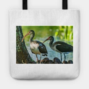 American white ibis 2 Tote