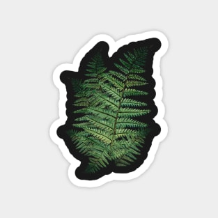 Fern Leaves in the Forest Magnet