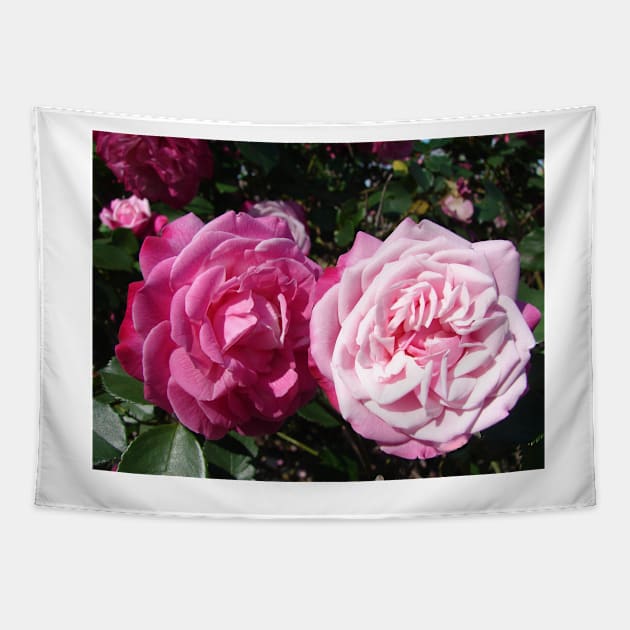 Pink Rose Photo Tapestry by SarahRajkotwala