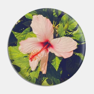 Pretty Pink Flowers Photography design with blue sky nature lovers Pin