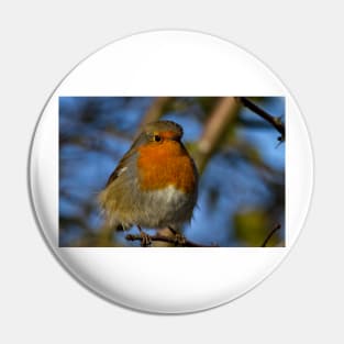 Robin in winter sunshine Pin