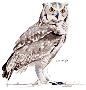 Spotted Eagle Owl Magnet