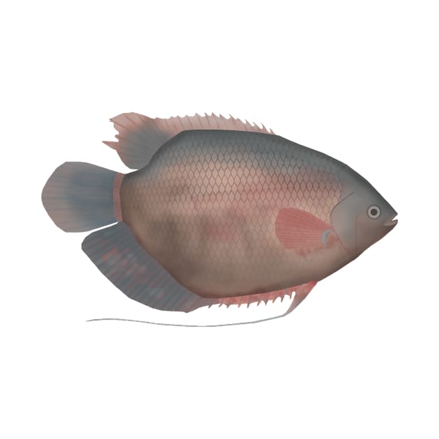 Elephant Ear Gourami by FishFolkArt