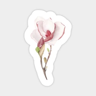 Magnolia watercolor art. Magnet