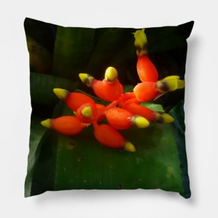 This red and yellow flower brings joy! Pillow