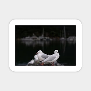 Seagull on pier at Picton, New Zealand. Magnet