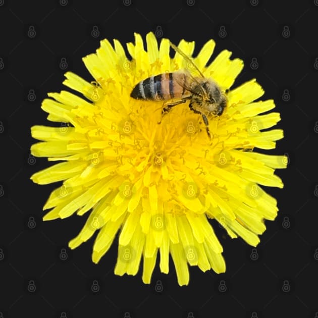 Bee on a Dandelion by AnnetteMSmiddy