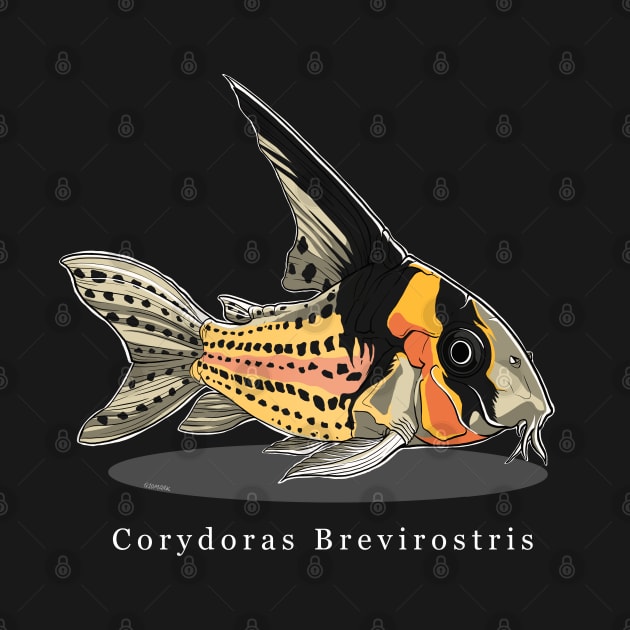 Corydoras Brevirostris by q10mark