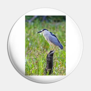 Black-crowned Night Heron Pin