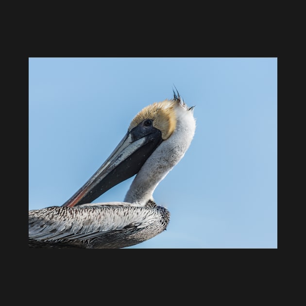 Brown pelican in Calabash by KensLensDesigns