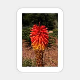 Red desert flower Magnet