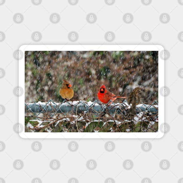 Winter Male and Female Cardinals Sitting On A Fence In A Snowstorm Magnet by BackyardBirder