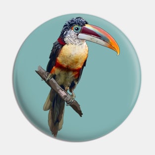 Curl-Crested Aracari Pin