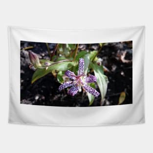 Toad orchid Tapestry