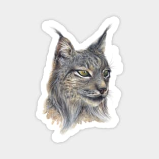 Iberian Lynx watercolor illustration Magnet