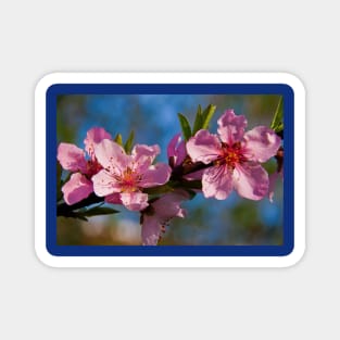 Peach Blossom. Magnet