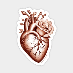 anatomic heart with rose sepia tone Magnet