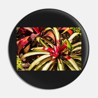 Colorful Bromeliad Pin