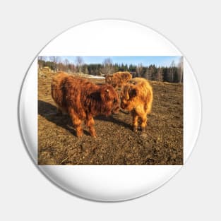 Scottish Highland Cattle Calves 1978 Pin