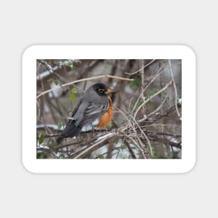 American Robin Magnet