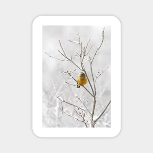 Evening Grosbeak - Algonquin Park Magnet