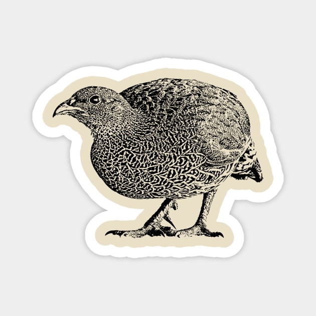 Natal Spurfowl | African Wildlife Magnet by scotch