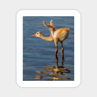 Sandhill crane chick Magnet