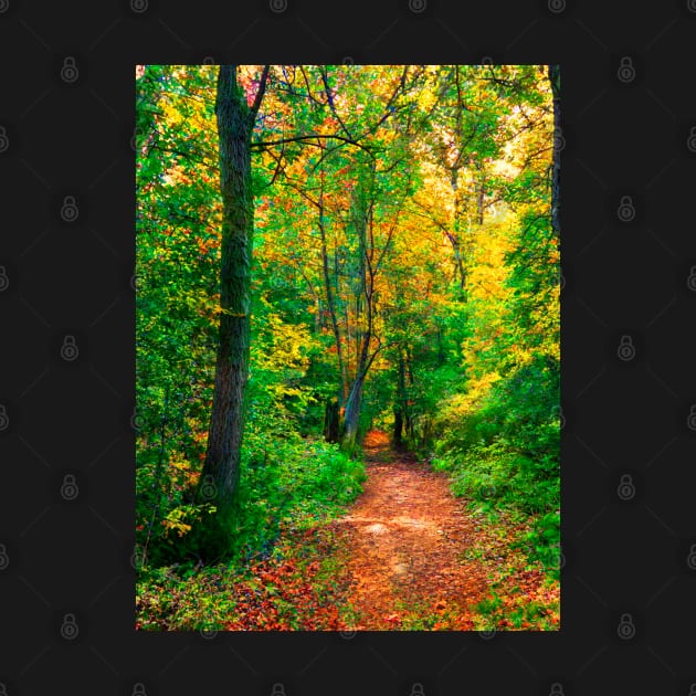 Cotswolds Forest Bridleway by Graz-Photos