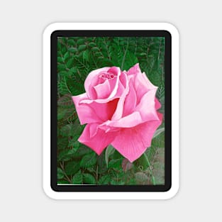 Rose in a Garden Magnet