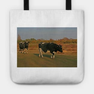 Shetland Cattle, Turbary Common, March 2021 Tote