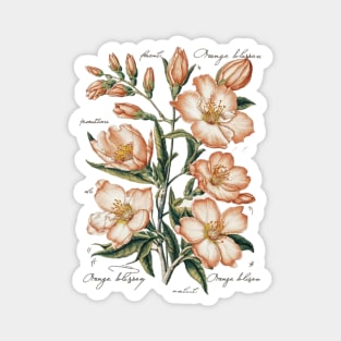 Vintage Orange Blossom Botanical Magnet