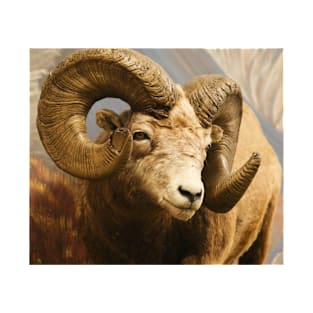 Bigh Horn Sheep T-Shirt