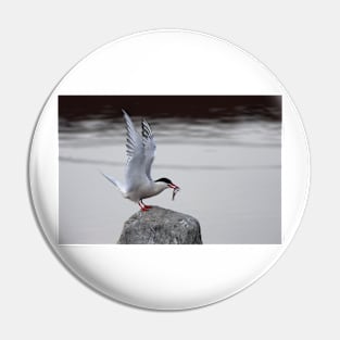 Common Tern Pin