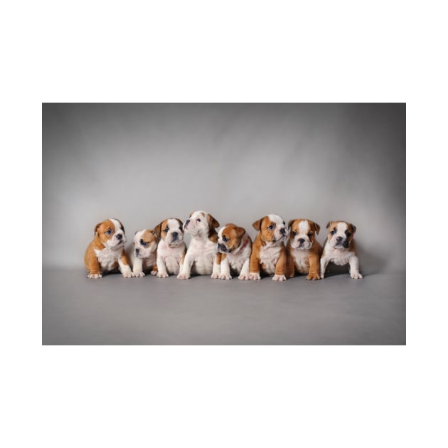 Eight Bulldog puppies by PetsArt