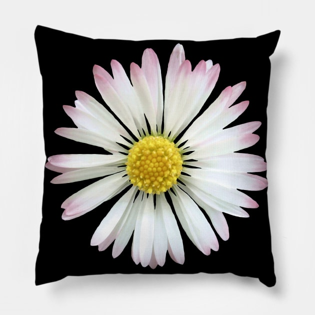 daisy flower, blooming daisies, bloom, blossom Pillow by rh_naturestyles