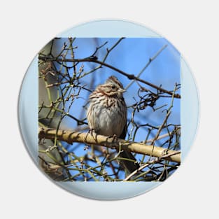 Wild birds, sparrow, wildlife gifts Pin