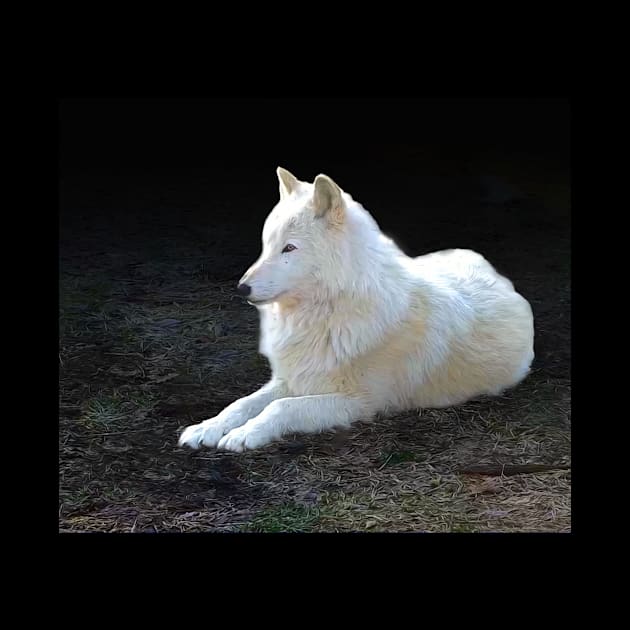 White wolf by Guardi