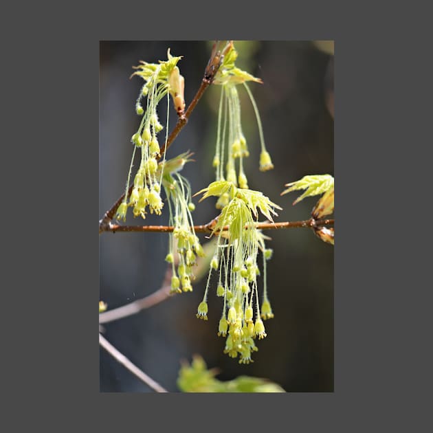 Nature's Earrings by photoclique