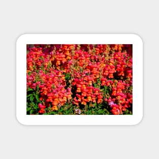 Candied Snapdragons Magnet