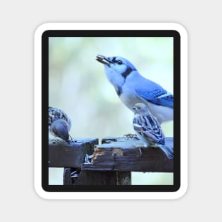 Bluejay & Friends... Magnet