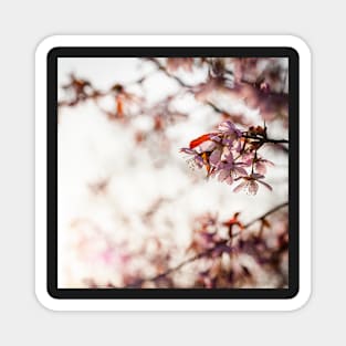 Cherry Blossom Magnet