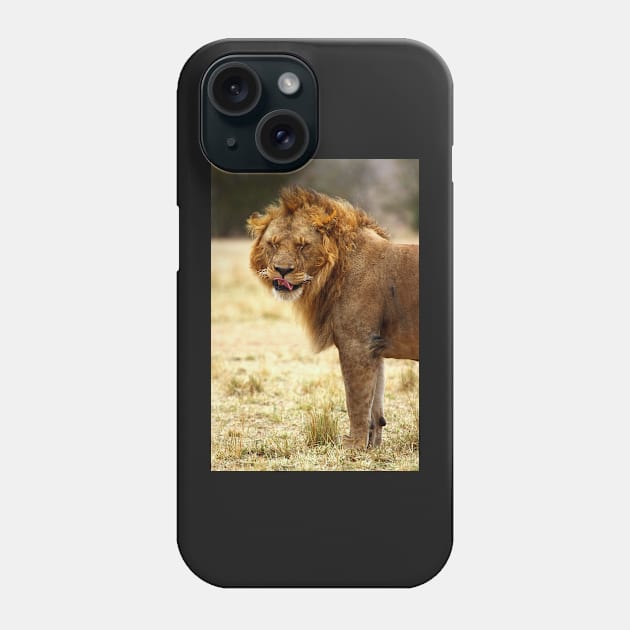 Mmmmm...Nice ! The Male Lion After Copulation, Maasai Mara, Kenya Phone Case by Carole-Anne