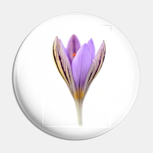 Crocus corsicus  AGM	  Corsican crocus Pin