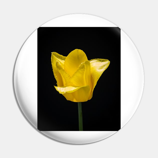 Tulip In Profile 5 Pin by Robert Alsop