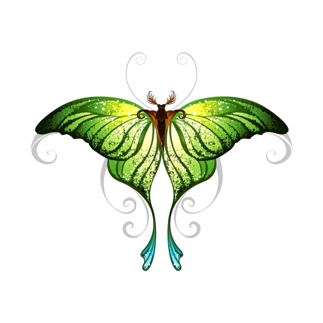 Green butterfly ( Green butterflies ) by Blackmoon9