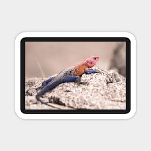 Colourful Lizard in the Serengeti Magnet
