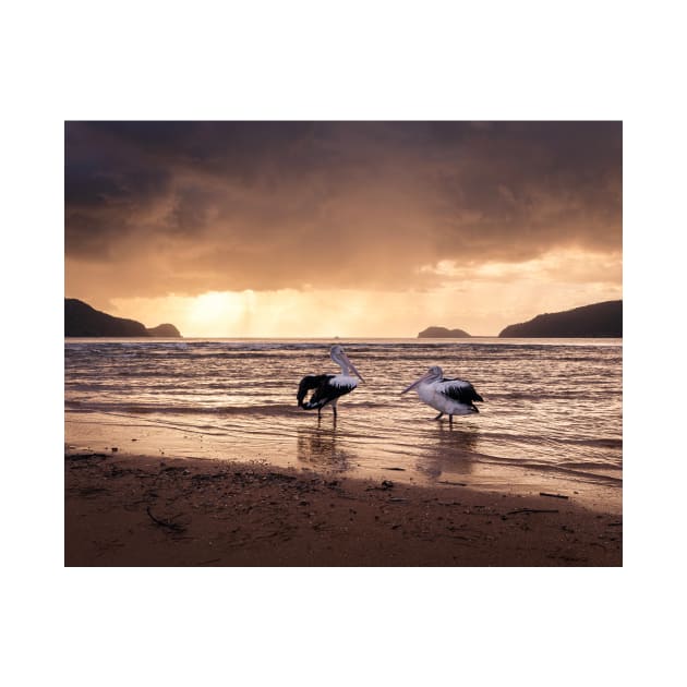 Pelicans At Sunrise by Geoff79