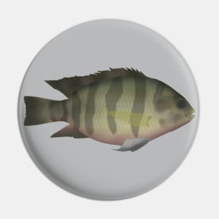 Redbelly Tilapia Pin